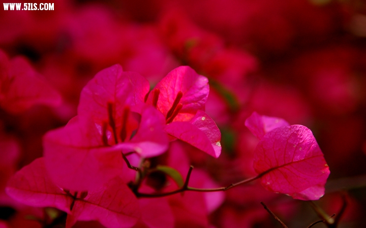 DSC_0009.jpg