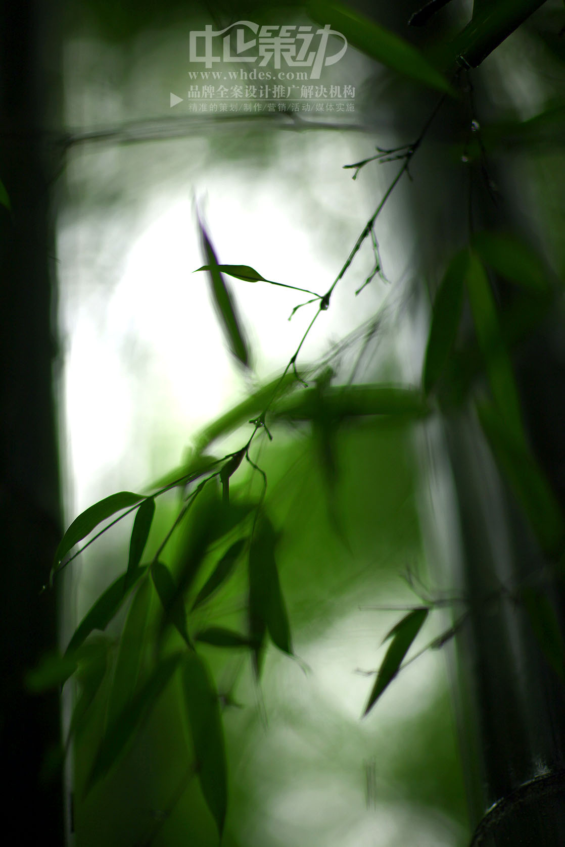 zqcd01005.jpg