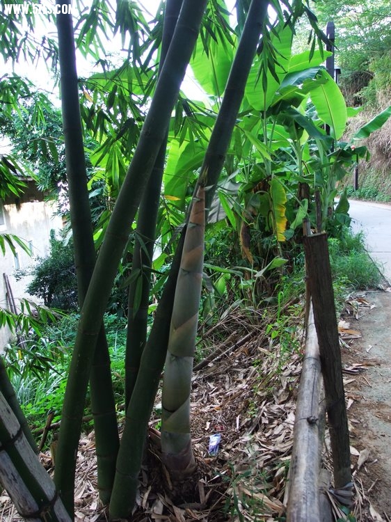 DSCF2533.JPG
