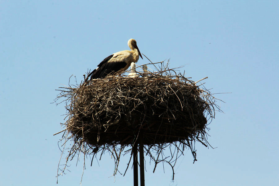 IMG_6273.JPG