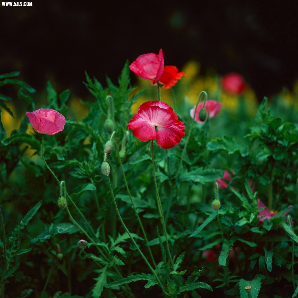 Untitled-25a.jpg