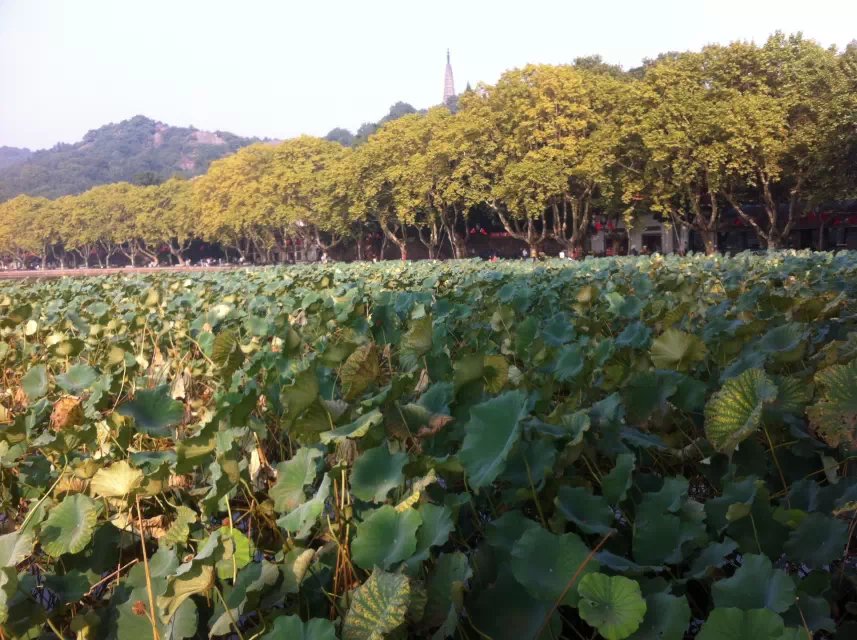 西湖游.jpg