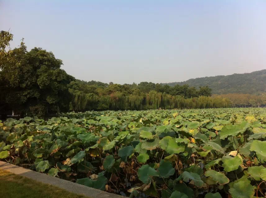 西湖游 (1).jpg