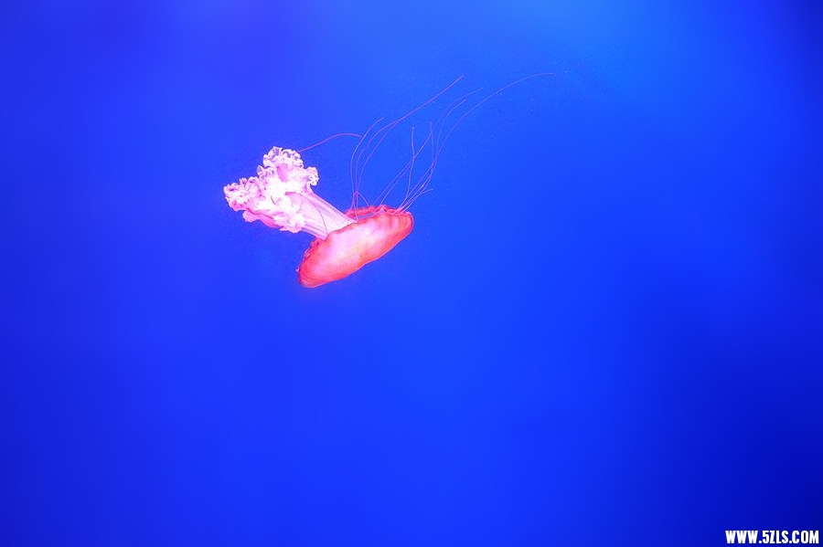 1SC_0386__.jpg