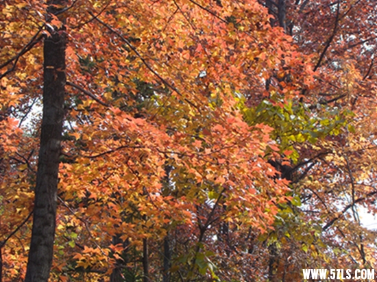 DSC09746075-1_.jpg