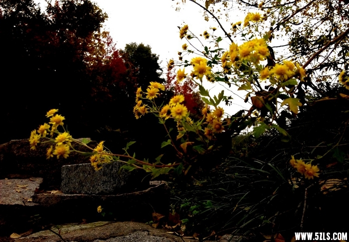 IMG_20141115_093919-1.jpg