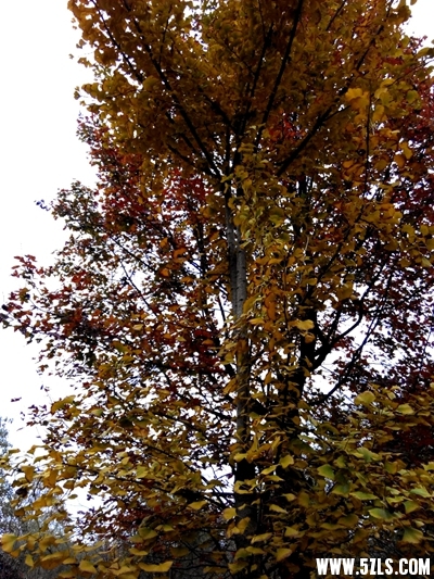 IMG_20141115_094646-1.jpg