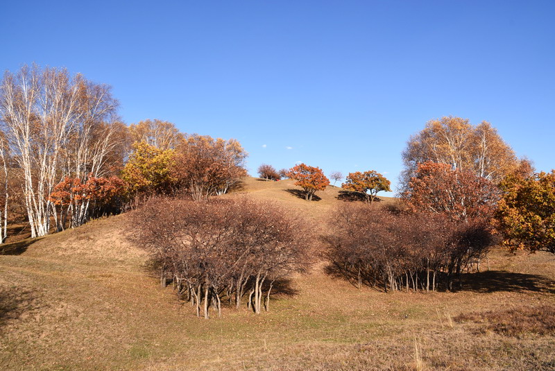dsc_1184.jpg