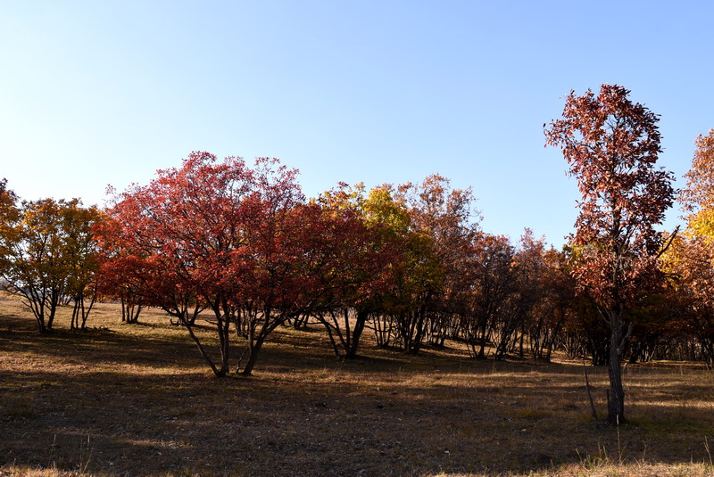 dsc_1225.jpg