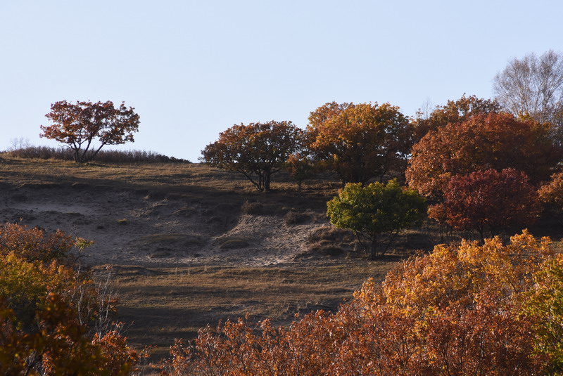 dsc_1241.jpg