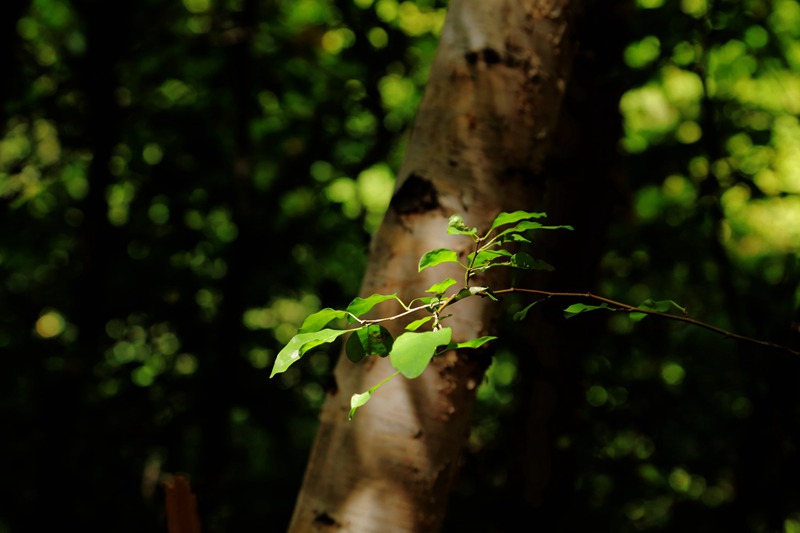 img_8979__.jpg