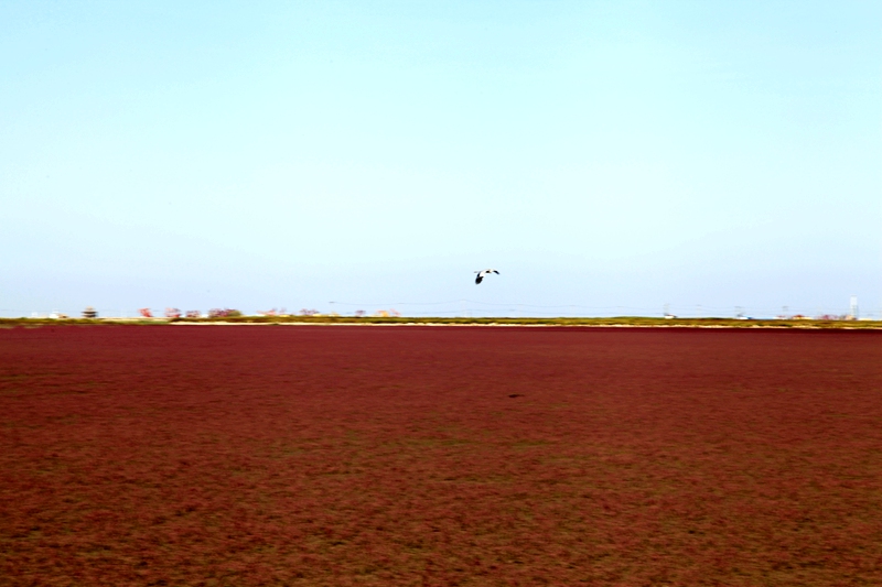_mg_7655.jpg