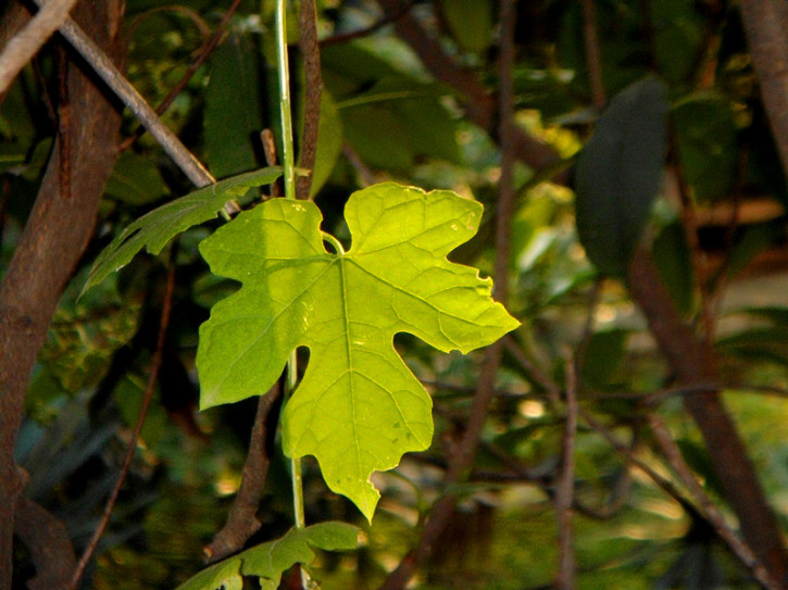 ĹӰ1.jpg