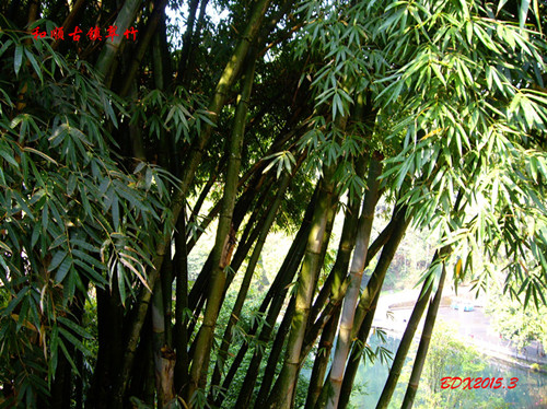 imgp1252_副本_副本.jpg
