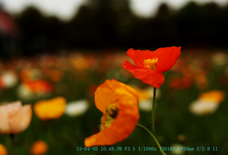 img_7993_.jpg