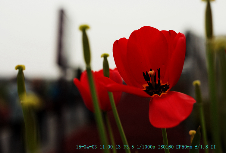 img_8005_.jpg