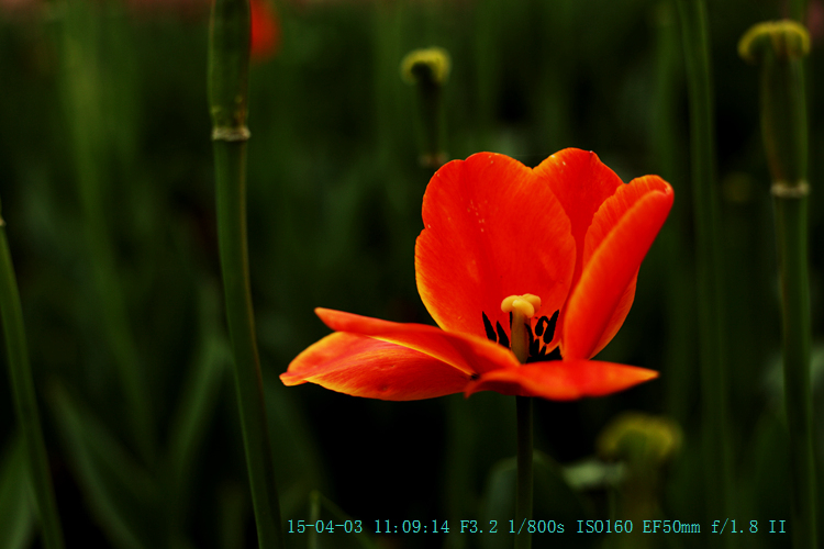 img_8012_.jpg