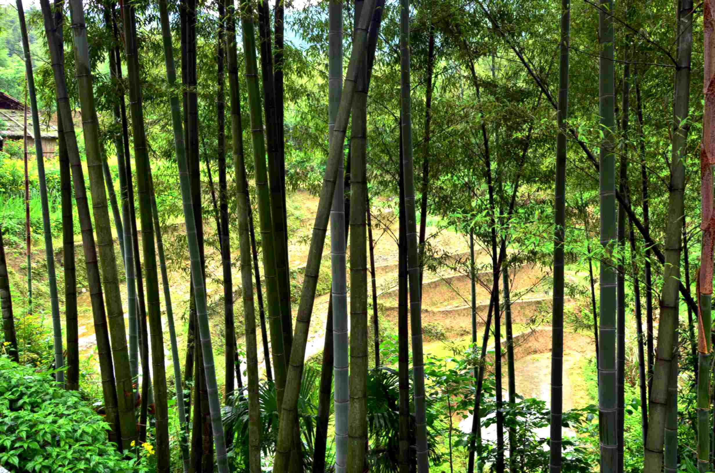 dsc_0732a.jpg