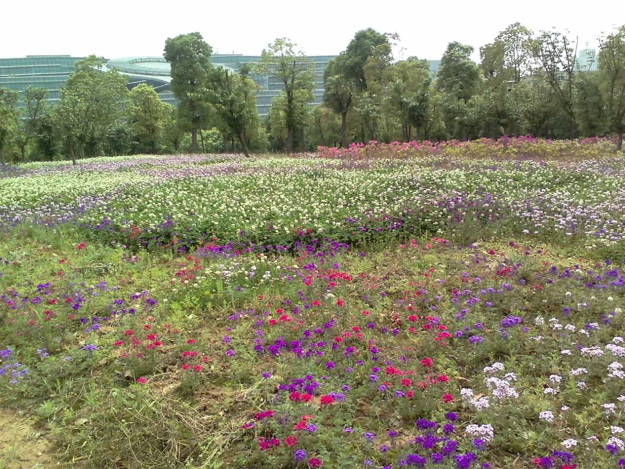 省图后的花海.jpg