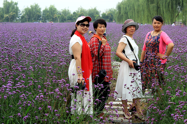 普罗旺斯薰衣草 021_副本.jpg