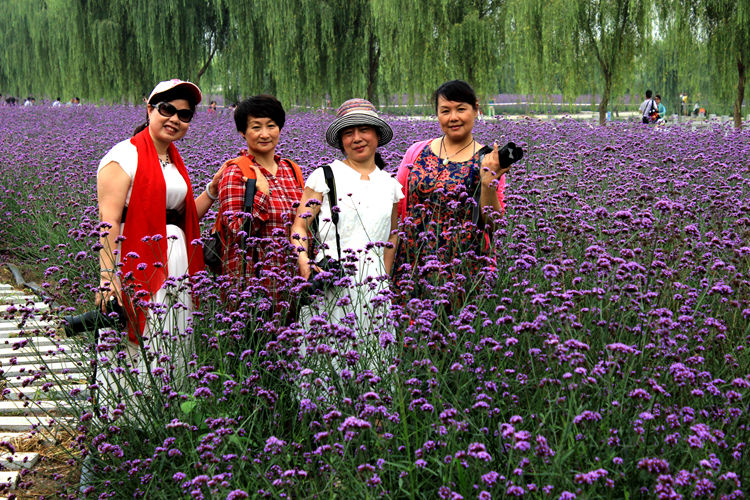 普罗旺斯薰衣草 022_副本.jpg