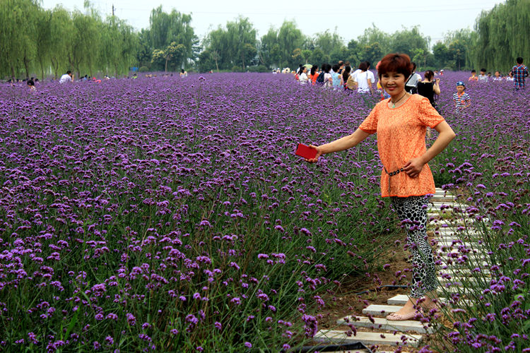 普罗旺斯薰衣草 023_副本.jpg