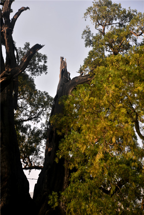 dsc_4209_.jpg