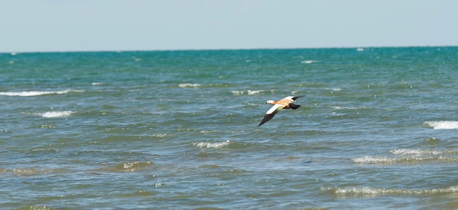 _dsc5381.jpg