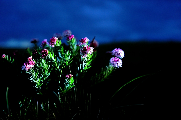 dsc_2050a.jpg