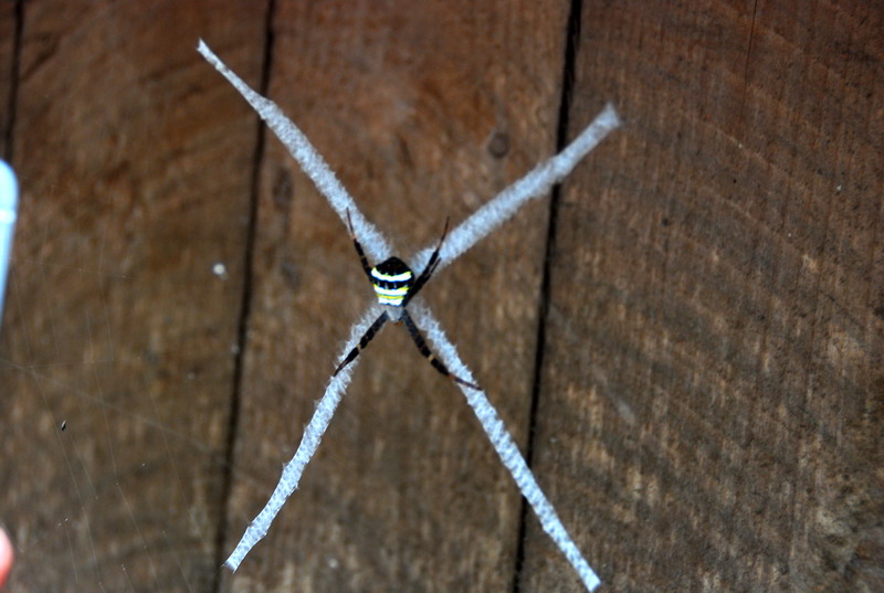 dsc_6572.jpg