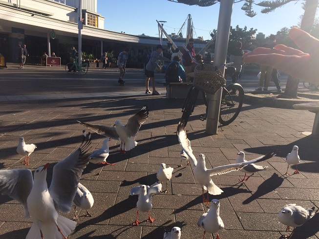 sydney  photo 2084.jpg