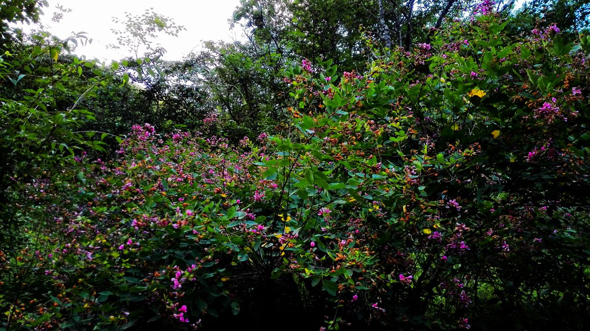 img_20150815_185218.jpg