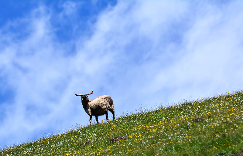 dsc_7595a.jpg