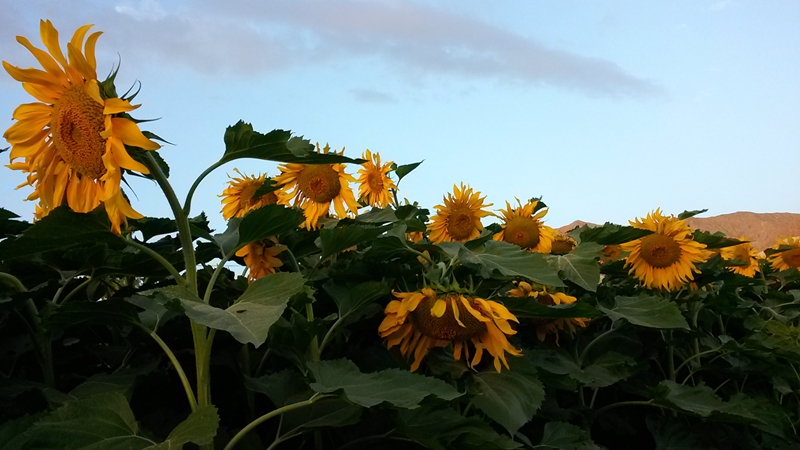20150714_062525_副本.jpg