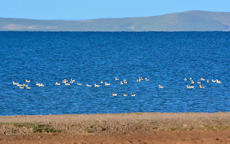 dsc_0523a.jpg