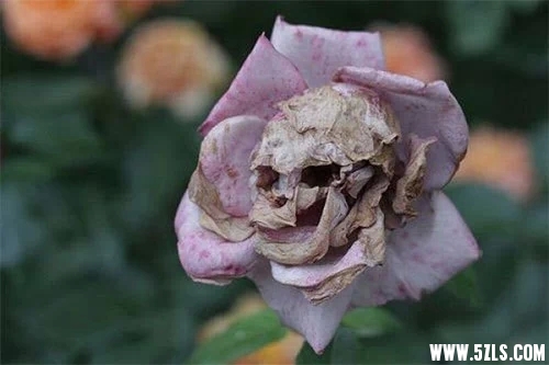 62.webp.jpg