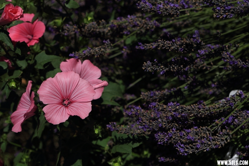 _08A8433.JPG
