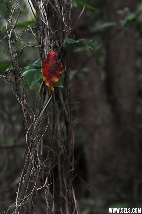 DSC_3514__.jpg