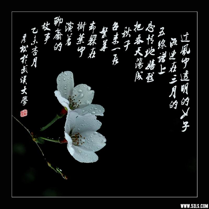 调整大小 樱00.jpg