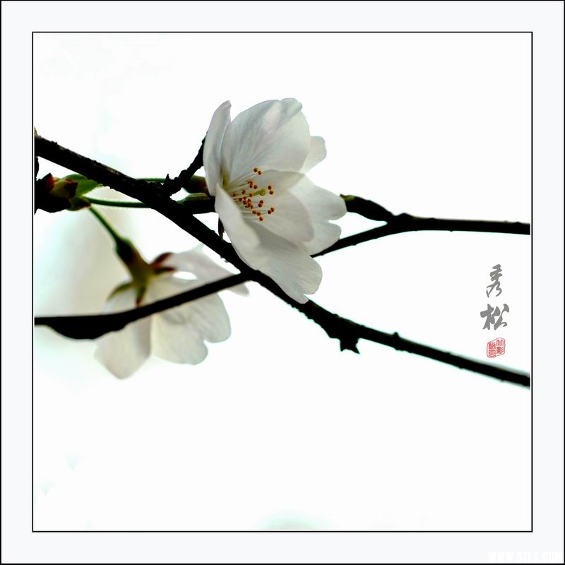 调整大小 樱02.jpg