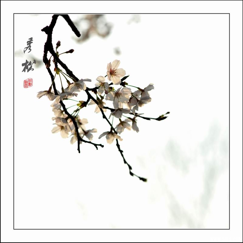 调整大小 樱10.jpg