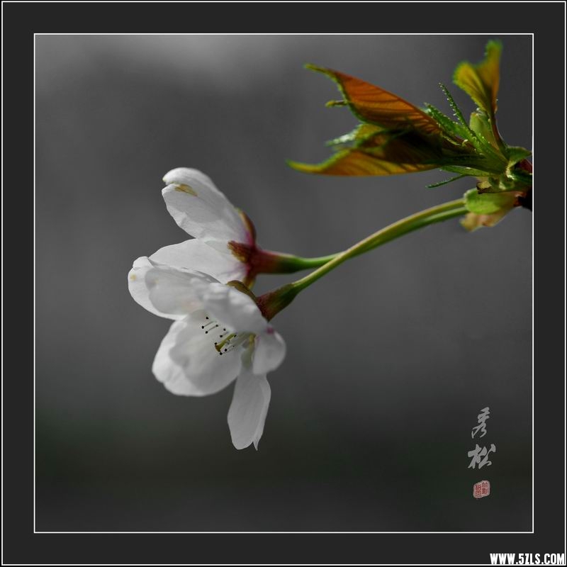 调整大小 樱01.jpg