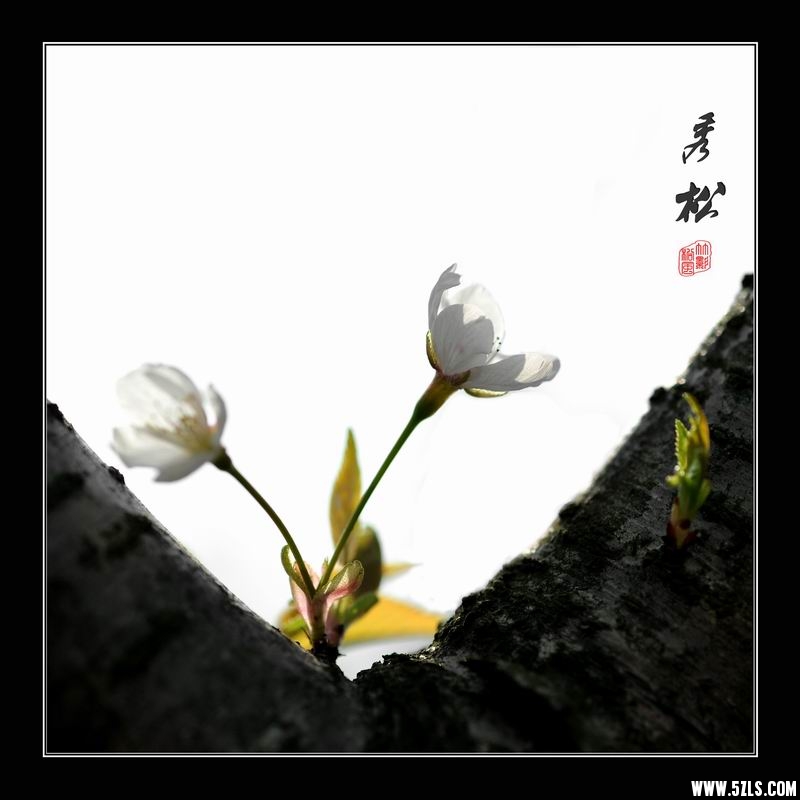 调整大小 樱04.jpg