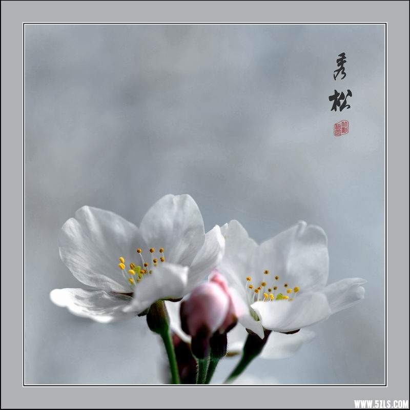 调整大小 樱05.jpg