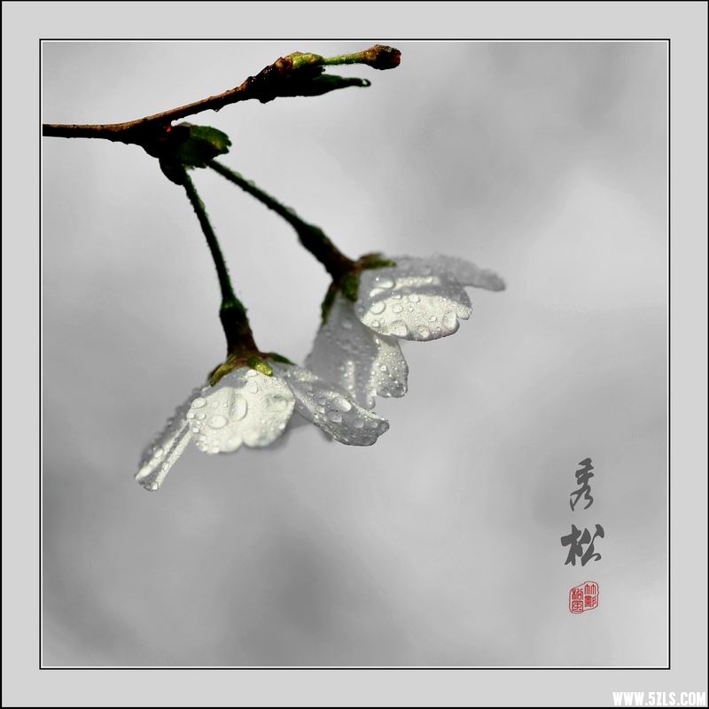 调整大小 樱06.jpg