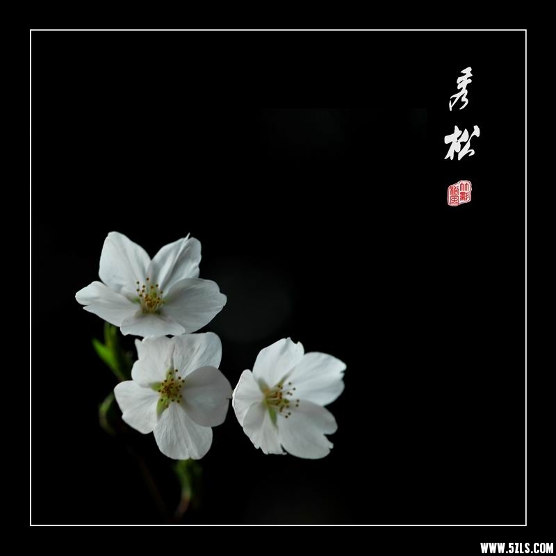 调整大小 樱08.jpg