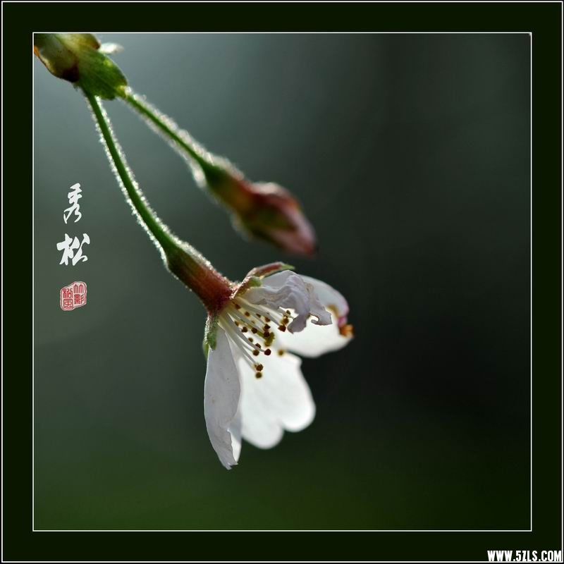 调整大小 樱09.jpg