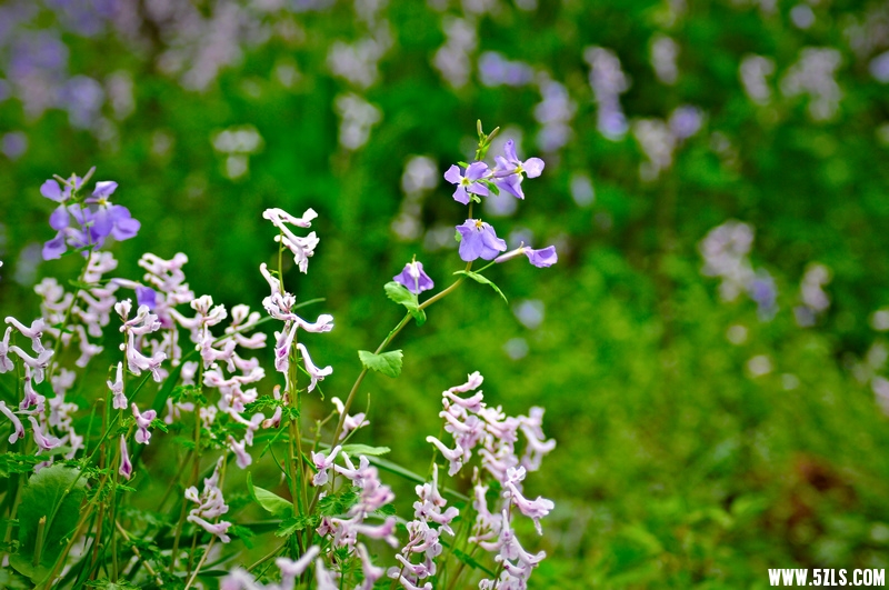 DSC_99961001.jpg