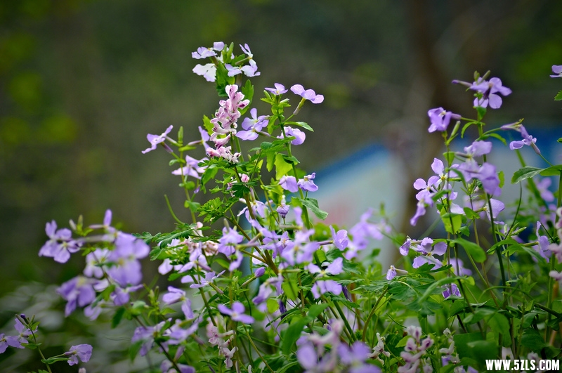 DSC_00011001.jpg