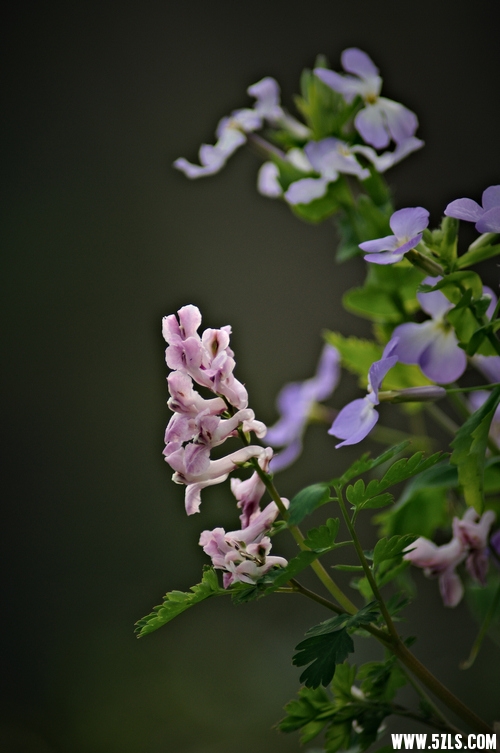 DSC_00211001.jpg